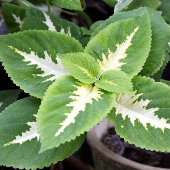 White Green flower seeds