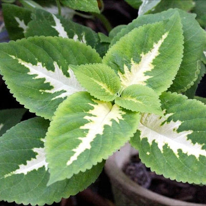 White Green flower seeds