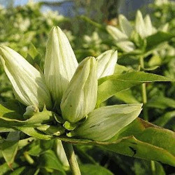 Cream Gentiana flower seeds