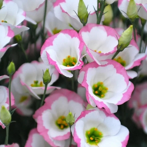 Sapphire Pink flower seeds
