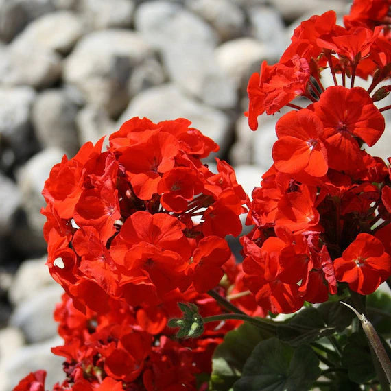 Red Geranium flower seeds