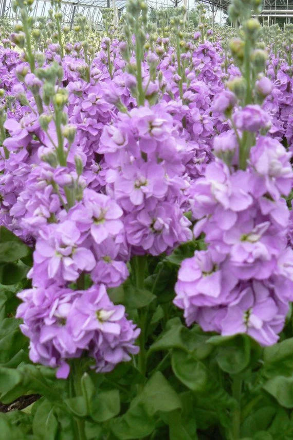 Purple Matthiola flower seeds