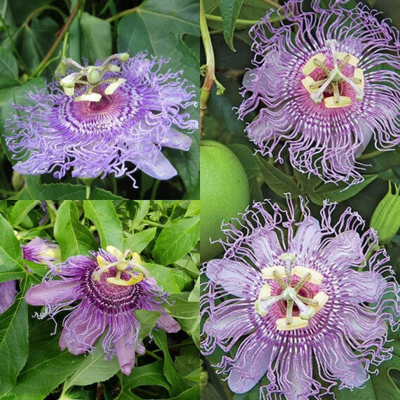 Passiflora Incarnata Passion plant