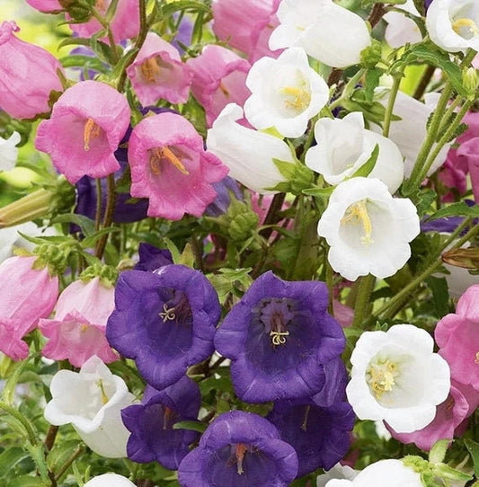 Bells flower seeds
