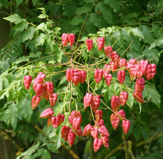 Red Koelreuteria flower seeds