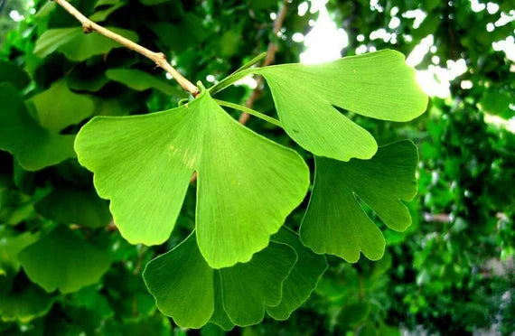 Green Maidenhair flower seeds