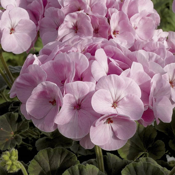 Light Pink flower seeds