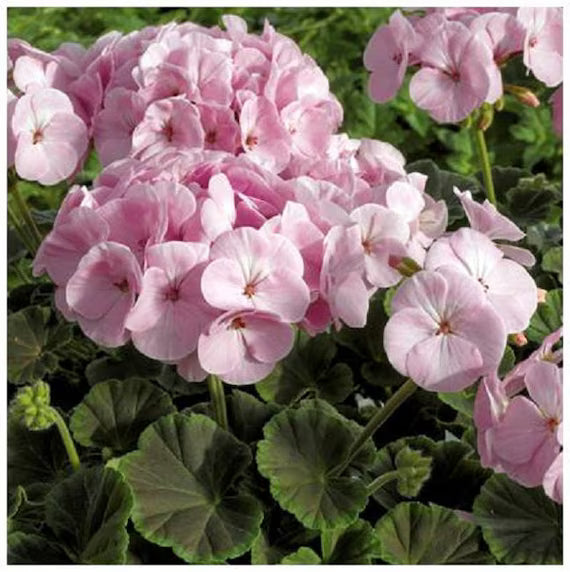Light Violet flower seeds