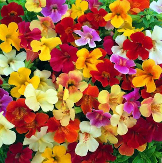 Mimulus Pictus flower seeds
