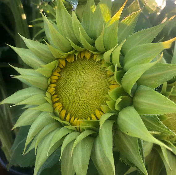 Sea Green flower seeds