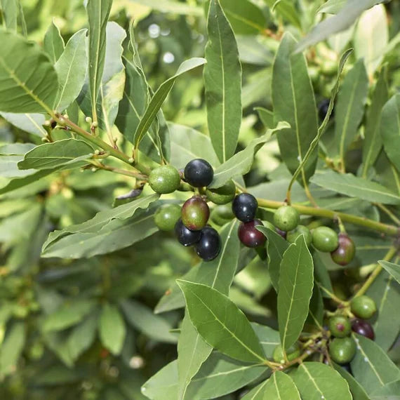 Bay Laurel Herb Seeds for Planting – Heirloom Non-GMO Garden Seeds