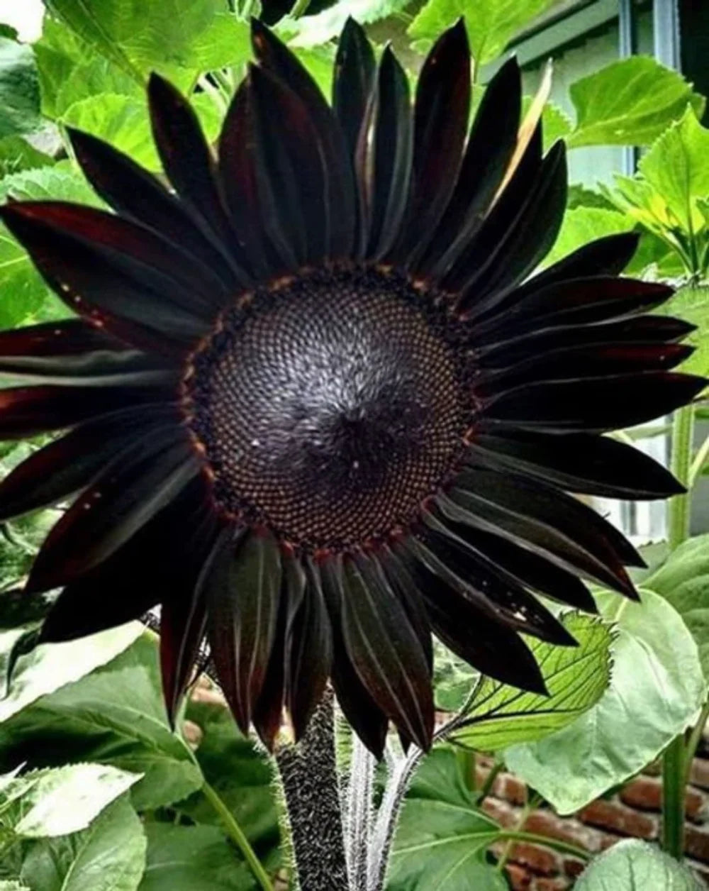 Black Giant flower seeds