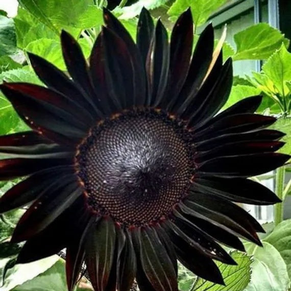 Black Sunflower plant