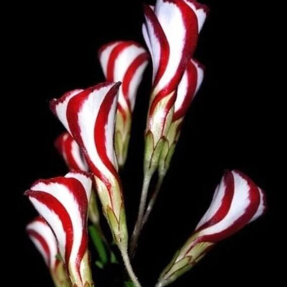 Red Versicolor oxalis plant