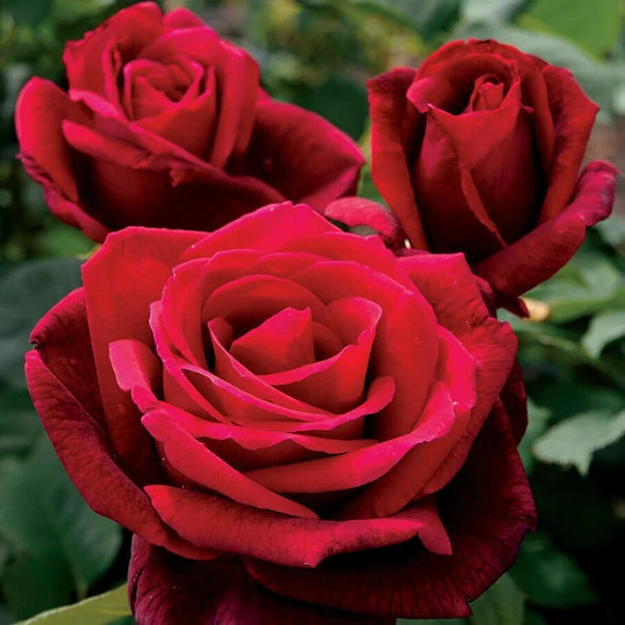 Maroon Red flower seeds