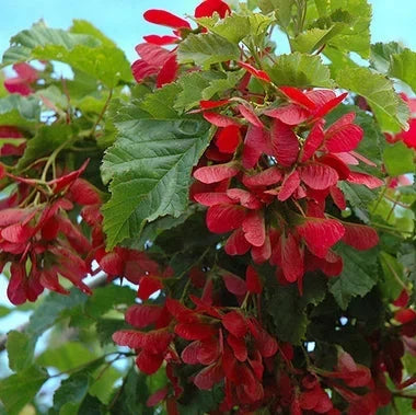 tataricum Tatarian Maple plant