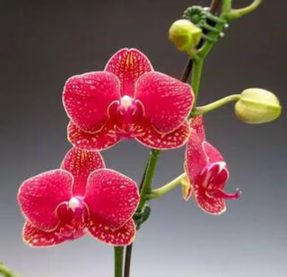 Red Phalaenopsis flower seeds