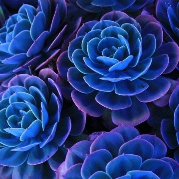 Dark Blue flower seeds
