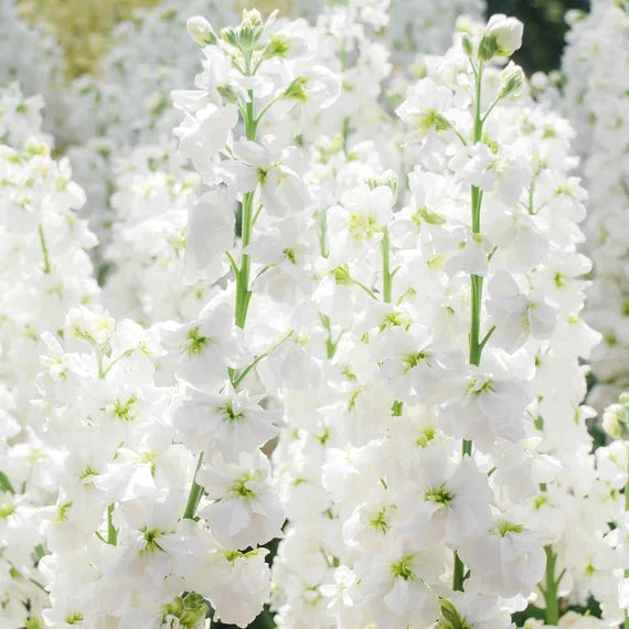 White Evening flower seeds