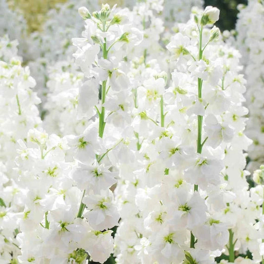 White Evening flower seeds