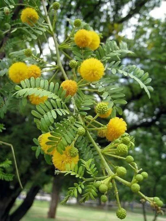 Acacia Baileyana flower seeds