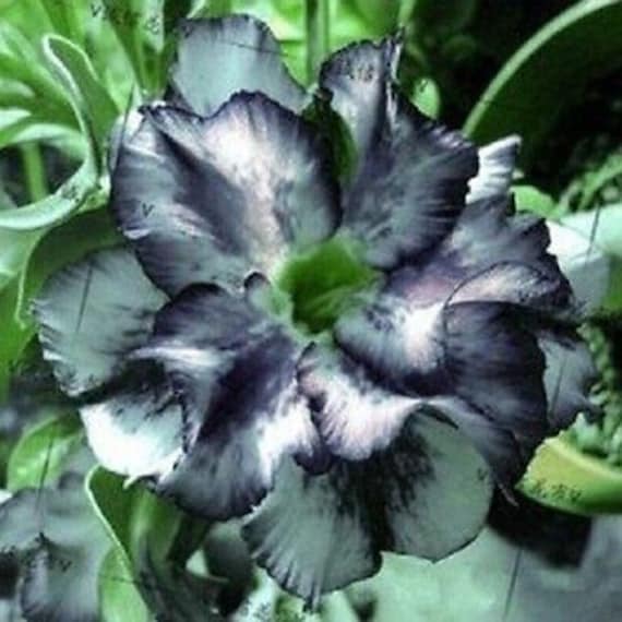 Green Black flower seeds