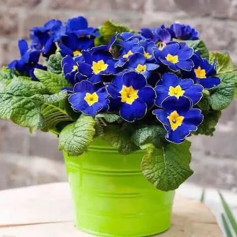 Blue Yellow Primula plant