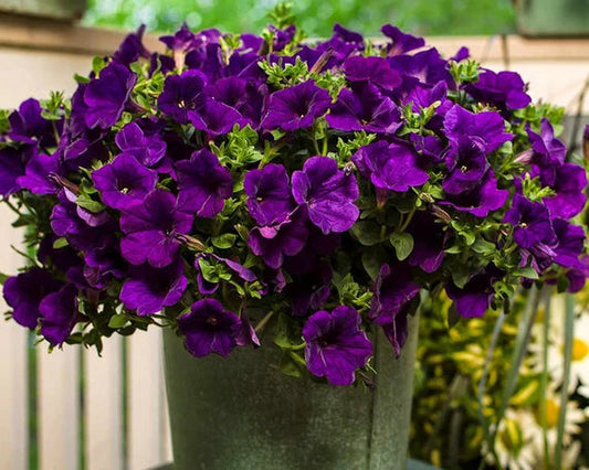 Violet Petunia flower seeds