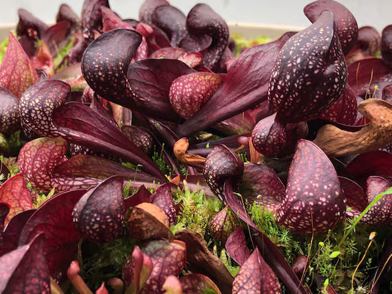 Carnivorous flower seeds