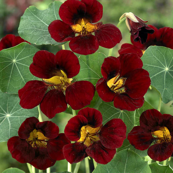 Black Nasturtium flower seeds