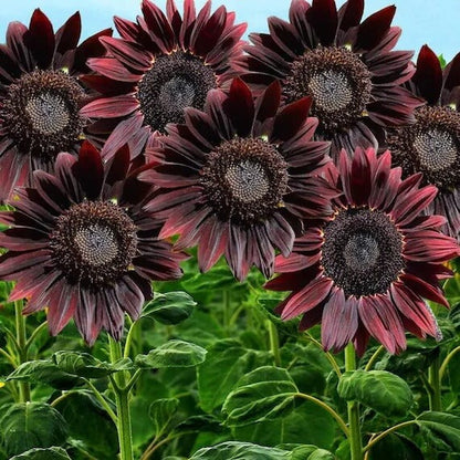 Chocolate Cherry Sunflower plant