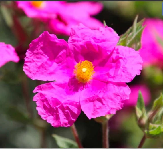 Cistus Creticus flower seeds