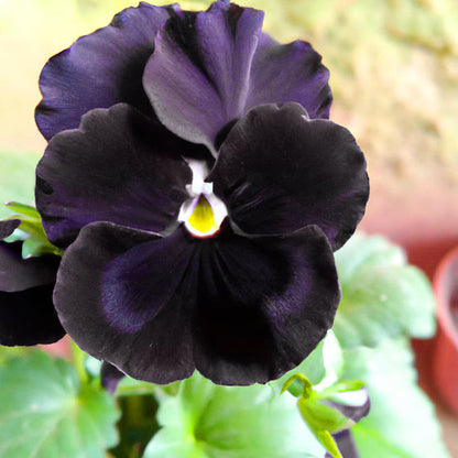 Black Viola Flower Seeds for Planting – Heirloom Non-GMO Garden Seeds