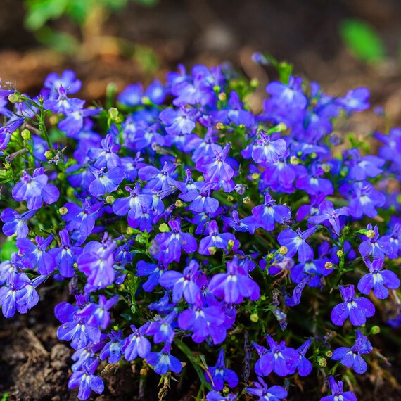 Blue Marine flower seeds