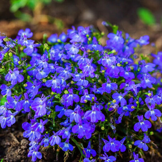 Blue Marine flower seeds