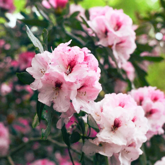 White Pink flower seeds