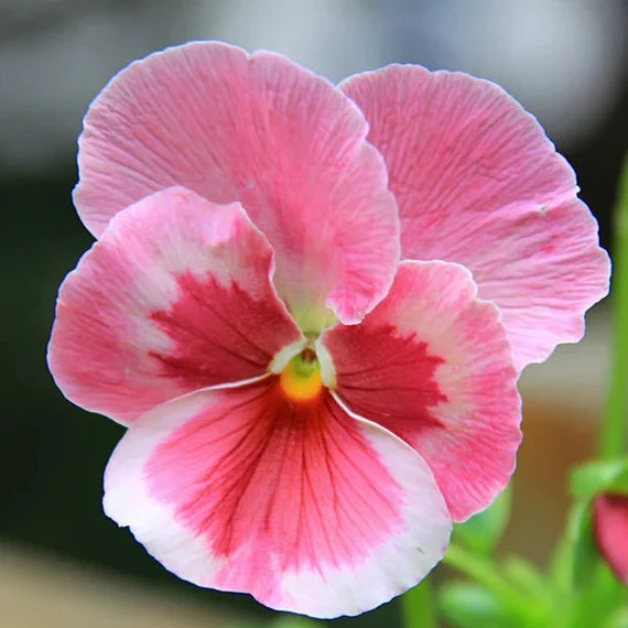 Pink Red flower seeds