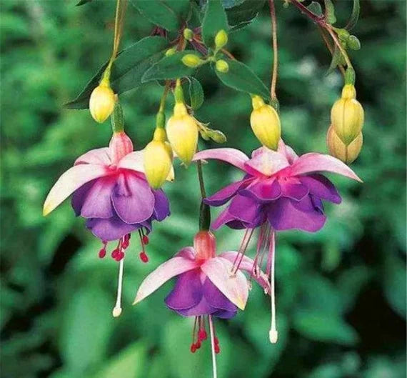 Purple Yellow flower seeds