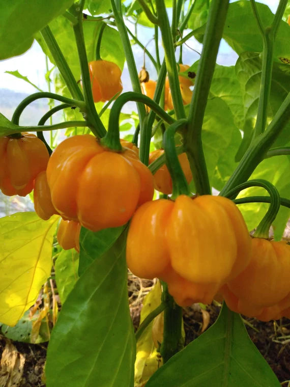 Bahamian Goat Pepper Seeds