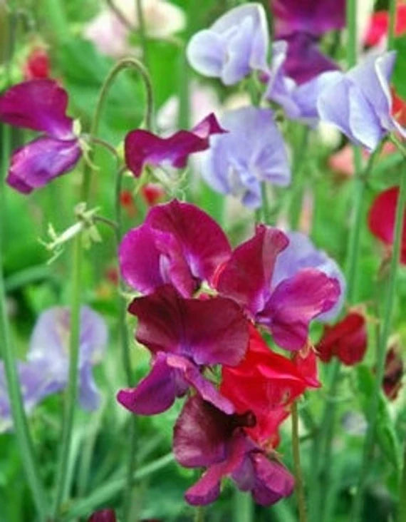 Sweet Pea flower seeds