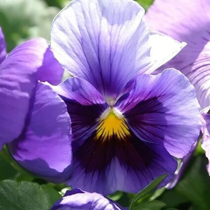 Purple Pansy plant