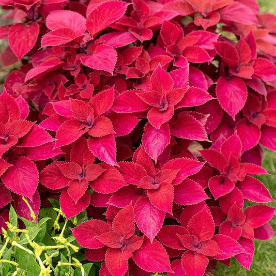 Deep Red flower seeds