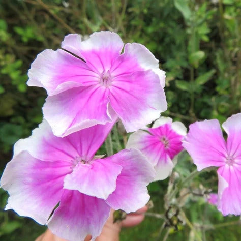 Blush Lychnis Coronaria plant