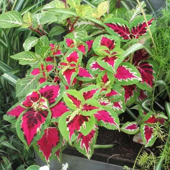Pink Green flower seeds