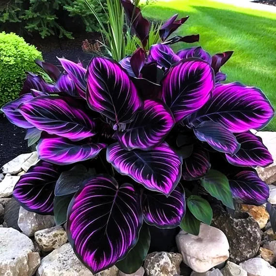 Purple Calathea flower seeds