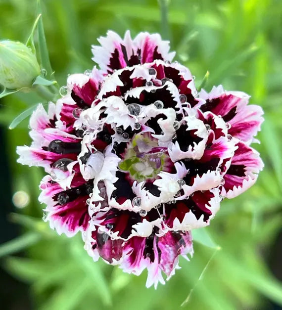 White And flower seeds