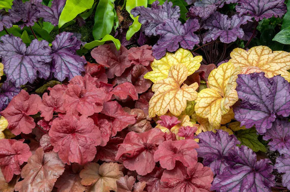 Heuchera Coral flower seeds