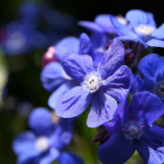 Anchusa Officinalis plant