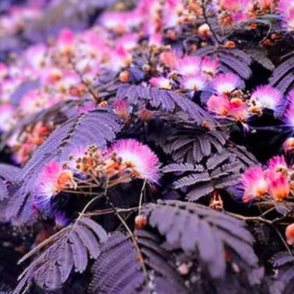 Chocolate Mimosa plant