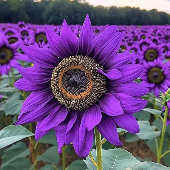 Purple Mini flower seeds